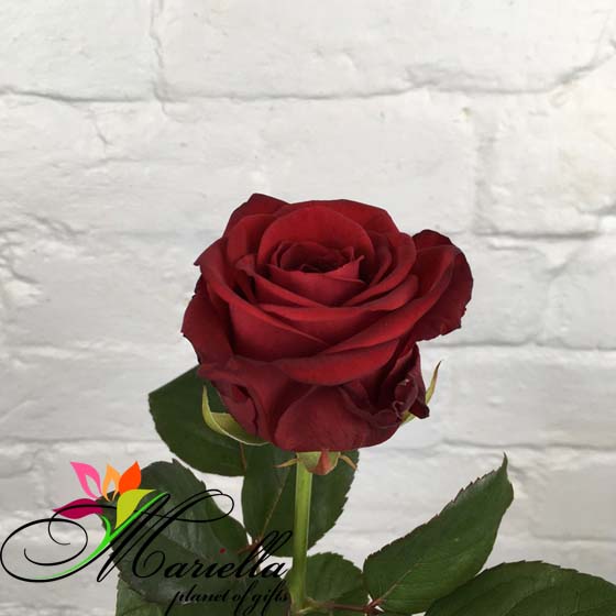 Голландская роза Red Naomi