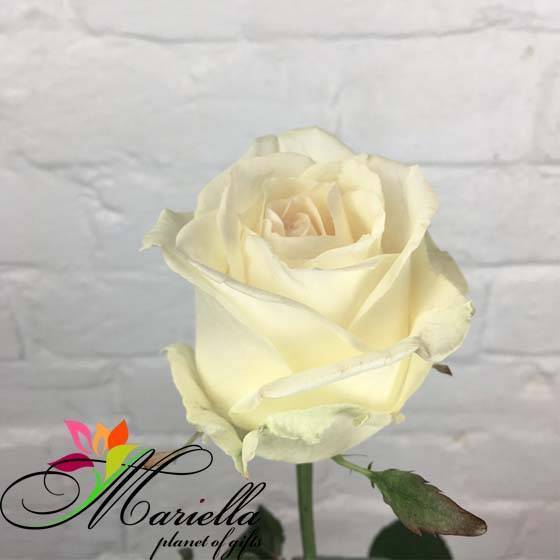 Голландская роза Dolomiti