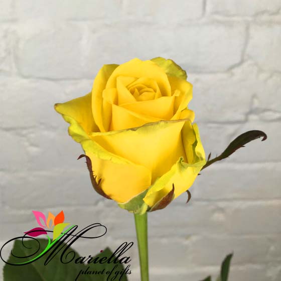 Голландская роза Penny Lane